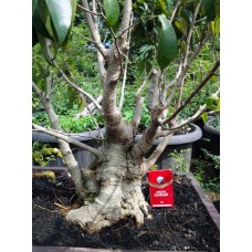 Beringin Benjamina (Ficus benyamina)